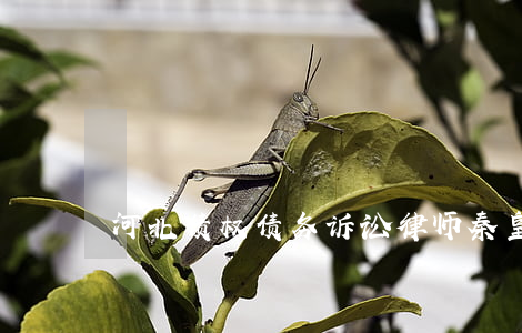 河北债权债务诉讼律师(秦皇岛债权债务律师)