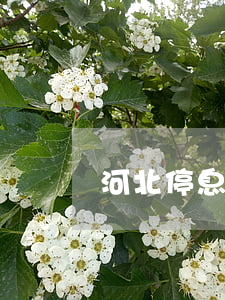 河北停息掛賬律師(河北停息掛賬律師咨詢電話)