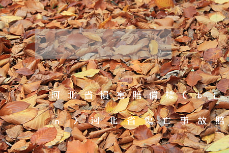 河北省損害賠償標(biāo)準(zhǔn)(河北省傷亡事故賠償標(biāo)準(zhǔn))