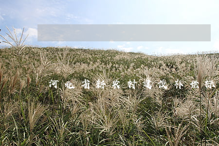 河北省新农村建设补偿标准是怎样的