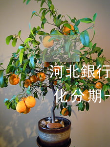 河北銀行信用卡逾期如何申請個(gè)性化分期-河北銀行信用卡逾期如何申請個(gè)性化分期還款