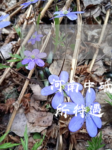 河南中砥律師事務所待遇(河南中砥律師事務所待遇)