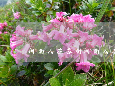 河南人在苏州(河南人在苏州有多少)