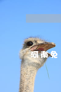河南免費法律援助中心(河南鄭州法律援助咨詢電話)
