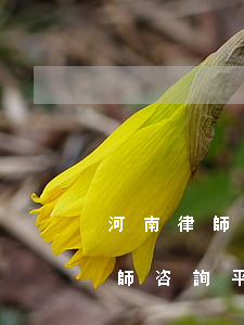 河南律師服務(wù)平臺登錄(河南免費律師咨詢平臺)
