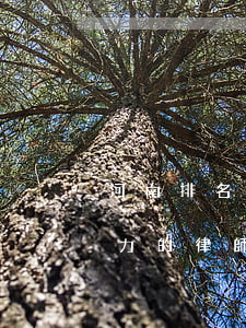 河南排名前三的律師事務所(河南省最有影響力的律師)