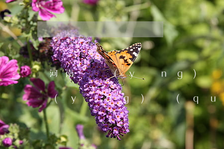 河南撫養(yǎng)糾紛律師多少錢(撫養(yǎng)權(quán)請(qǐng)律師大概多少錢)