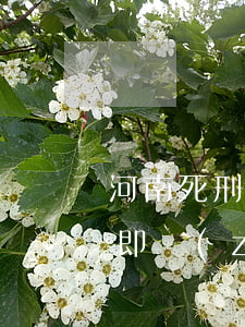 河南死刑犯出獄再犯強奸獲死刑 判死刑是立即執(zhí)行嗎?