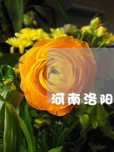 河南洛阳律师(河南洛阳律师事务所电话)
