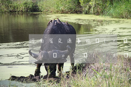 河南省交通事故統(tǒng)一賠償標(biāo)準(zhǔn)(河南省道路交通事故主要情形損害賠償責(zé)任比例)