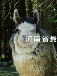 河南省最有影響力的律師(河南最好的律師)