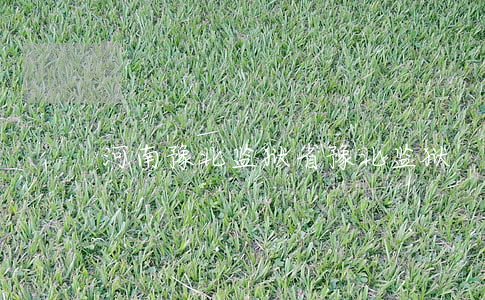 河南豫北监狱(省豫北监狱)