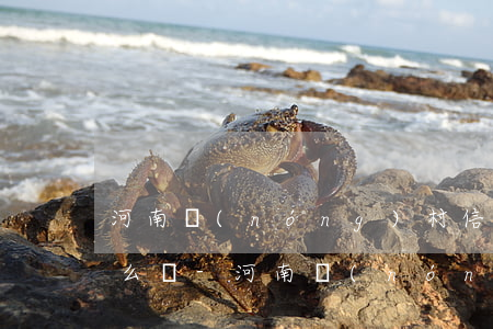 河南農(nóng)村信用社貸款還不起怎么辦-河南農(nóng)村信用社貸款還不起怎么辦呢