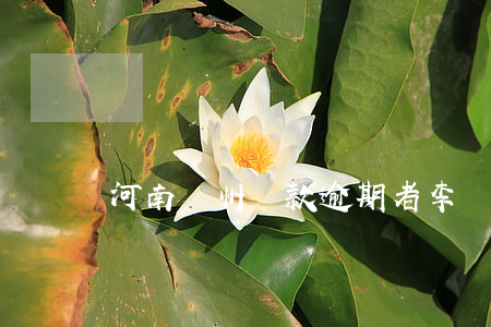 河南鄭州貸款逾期者李陽
