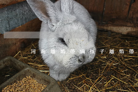 河南離婚帶倆孩子(離婚帶兩個(gè)兒子)