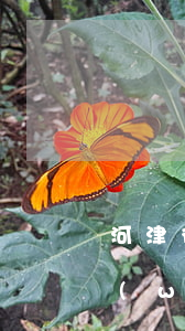河津律師事務(wù)所地址(河濱律師事務(wù)所)