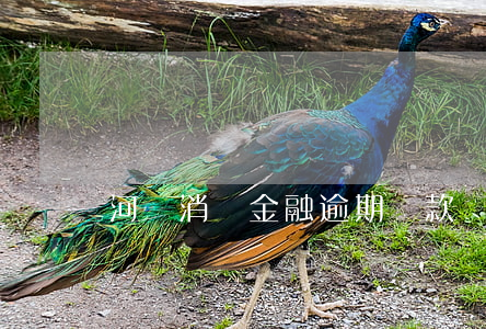河爾消費金融逾期還款