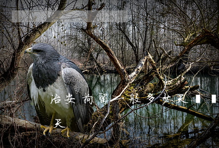 治安拘留一般多少天(盜竊治安拘留一般多少天)