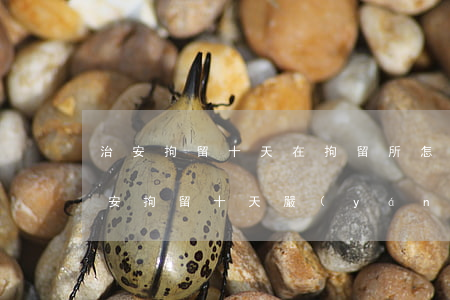 治安拘留十天在拘留所怎么過(guò)(治安拘留十天嚴(yán)重嗎)