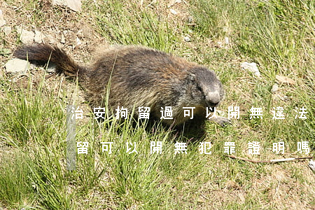 治安拘留過可以開無違法證明嗎(有過治安拘留可以開無犯罪證明嗎)