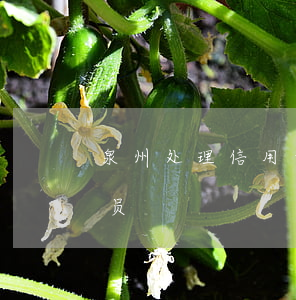 泉州处理信用卡逾期(泉州处理信用卡逾期人员)