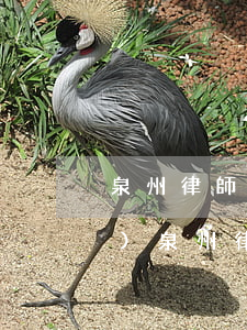 泉州律師網(wǎng)24小時(shí)(泉州律師網(wǎng)24小時(shí))