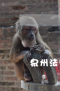 泉州法律顧問律師(泉州律師事務所咨詢)