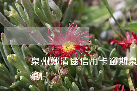 泉州鄭清途信用卡逾期(泉州鄭清途信用卡逾期)
