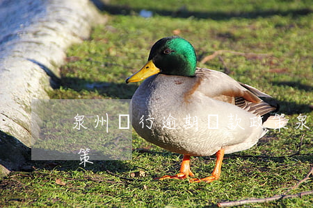 泉州銀行逾期還款政策(泉州銀行逾期還款政策)