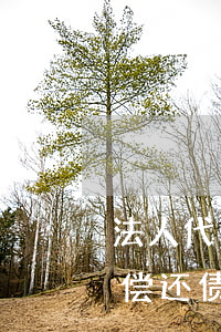 法人代表无力偿还会不会判刑 企业法人无力偿还债务时怎么办?