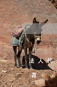 法人代表的責(zé)任(餐飲店法人代表的責(zé)任)