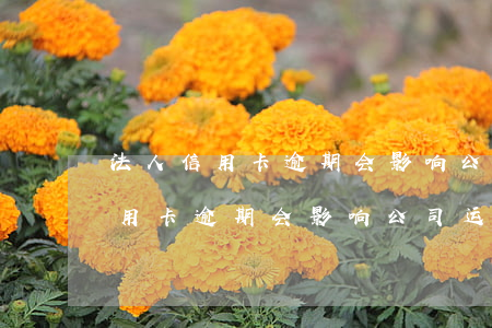 法人信用卡逾期会影响公司运营吗-法人信用卡逾期会影响公司运营吗知乎
