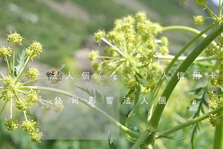 法人個(gè)人信用卡逾期對(duì)公司影響(法人個(gè)人信用卡逾期對(duì)公司影響政審嗎)