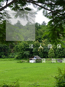 法人擔保公司貸款逾期(企業(yè)法人擔保貸款還不起)