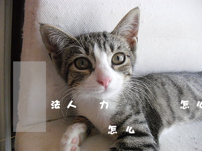 法人無力償還債務怎么辦(破產清算后債務不夠償還怎么辦)