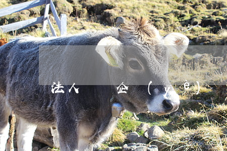 法人獨資企業(yè)