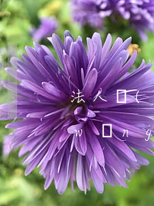 法人網(wǎng)貸逾期影響銷戶嗎(網(wǎng)貸賬號(hào)注銷了還會(huì)上征信嗎)