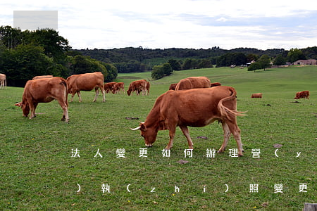 法人變更如何辦理營(yíng)業(yè)執(zhí)照變更（法人變更辦理營(yíng)業(yè)執(zhí)照變更流程）