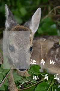法务协商还款可信吗?注意事项有哪些?-法务协商还款可信吗?注意事项有哪些呢