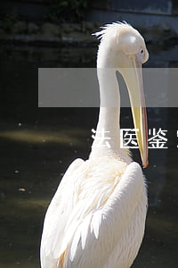 法医鉴定时间