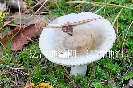 法占地逾期(違法占地追訴期)