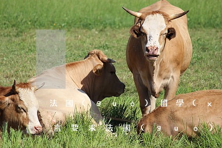 法國(guó)留學(xué)語(yǔ)言要求，法國(guó)留學(xué)語(yǔ)言要求B1