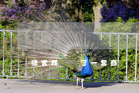 法官，我購買了一套商鋪，層高“縮水”了該咋辦？