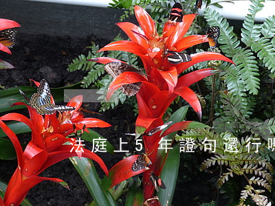 法庭上5年證句還行嗎