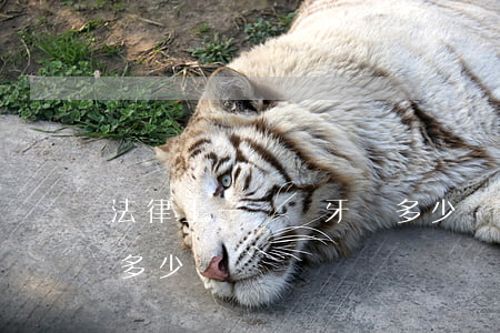 法律上一顆門牙賠多少錢(法律上一顆門牙賠多少錢)