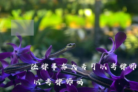 法律事务大专可以考律师吗(法律事务专业可以考律师吗)