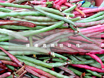 法律合同可以代簽嗎(合同找人代簽生效么)