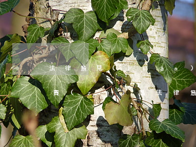 法律意見(jiàn)書(shū)可以免責(zé)嗎(法律意見(jiàn)書(shū)可以免責(zé)嗎)