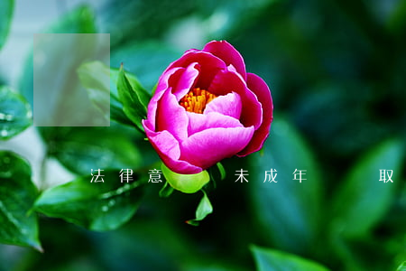 法律意見書未成年盜竊取保(未成年盜竊怎么賠償)