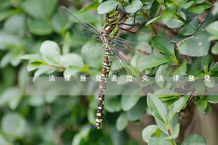 法律意見書范文(法律意見書范文和要點)